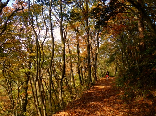和泉葛城山 紅葉 部長の記録 和泉葛城山 紅葉 部長の記録