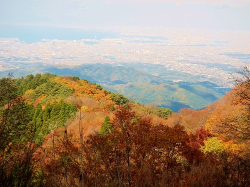 和泉葛城山 紅葉 部長の記録 和泉葛城山 紅葉 部長の記録