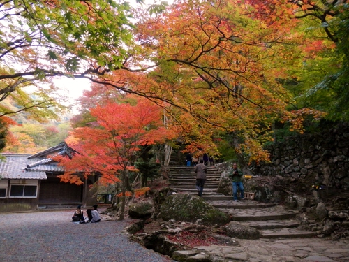 和泉葛城山 紅葉 部長の記録 和泉葛城山 紅葉 部長の記録
