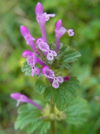 農道のホトケノザ henbit_f0206939_2136371.jpg