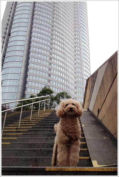 六本木 パンケーキ Moroko Bar テラス席犬okのお店 My Toypoodle