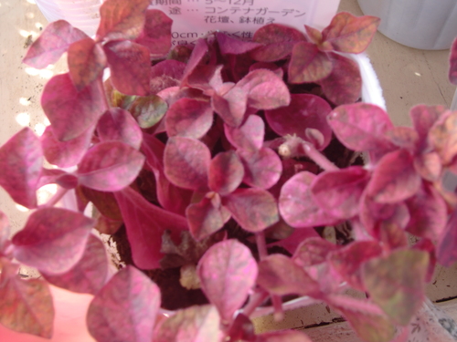 活花生活 ２