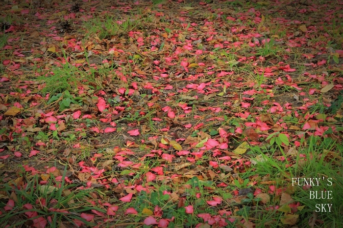 c0145250_20174681.jpg