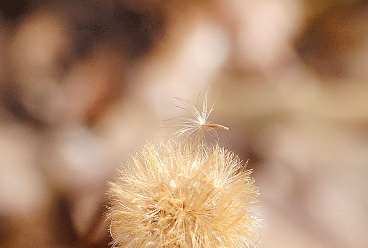 a0001354_23482658.gif