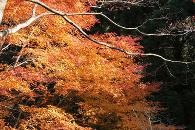 紅葉狩り 菊池市の観光スポット紹介(菊池渓谷編)_a0254656_19593894.jpg