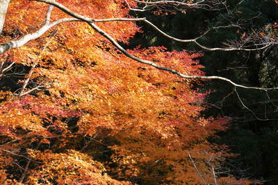 紅葉狩り　菊池市の観光スポット紹介（菊池渓谷編）_a0254656_19593894.jpg