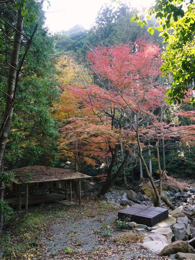 紅葉狩り 菊池市の観光スポット紹介(菊池渓谷編)_a0254656_2095010.jpg