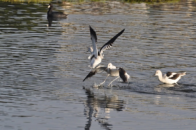 American Avocets - At Corte Madera Creek_a0126969_6343871.jpg