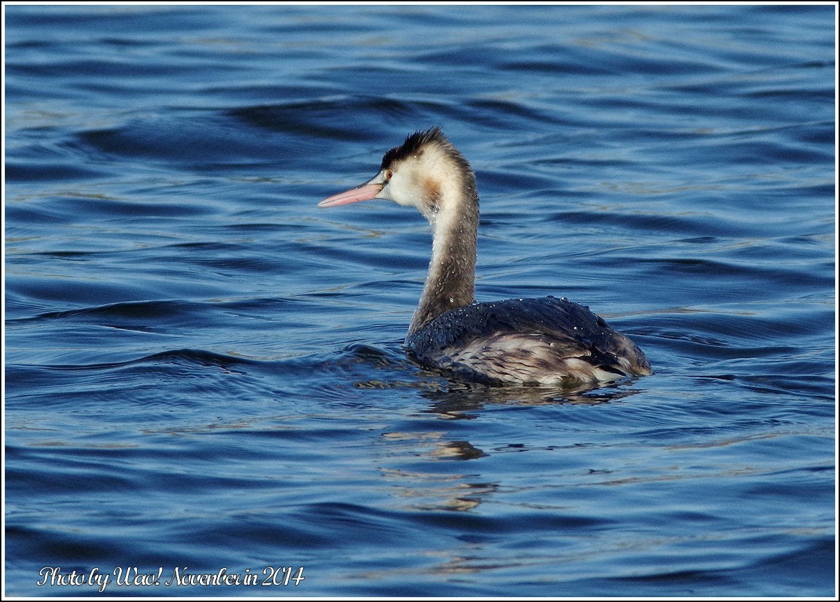 遊水池のカンムリカイツブリ_c0198669_22084176.jpg