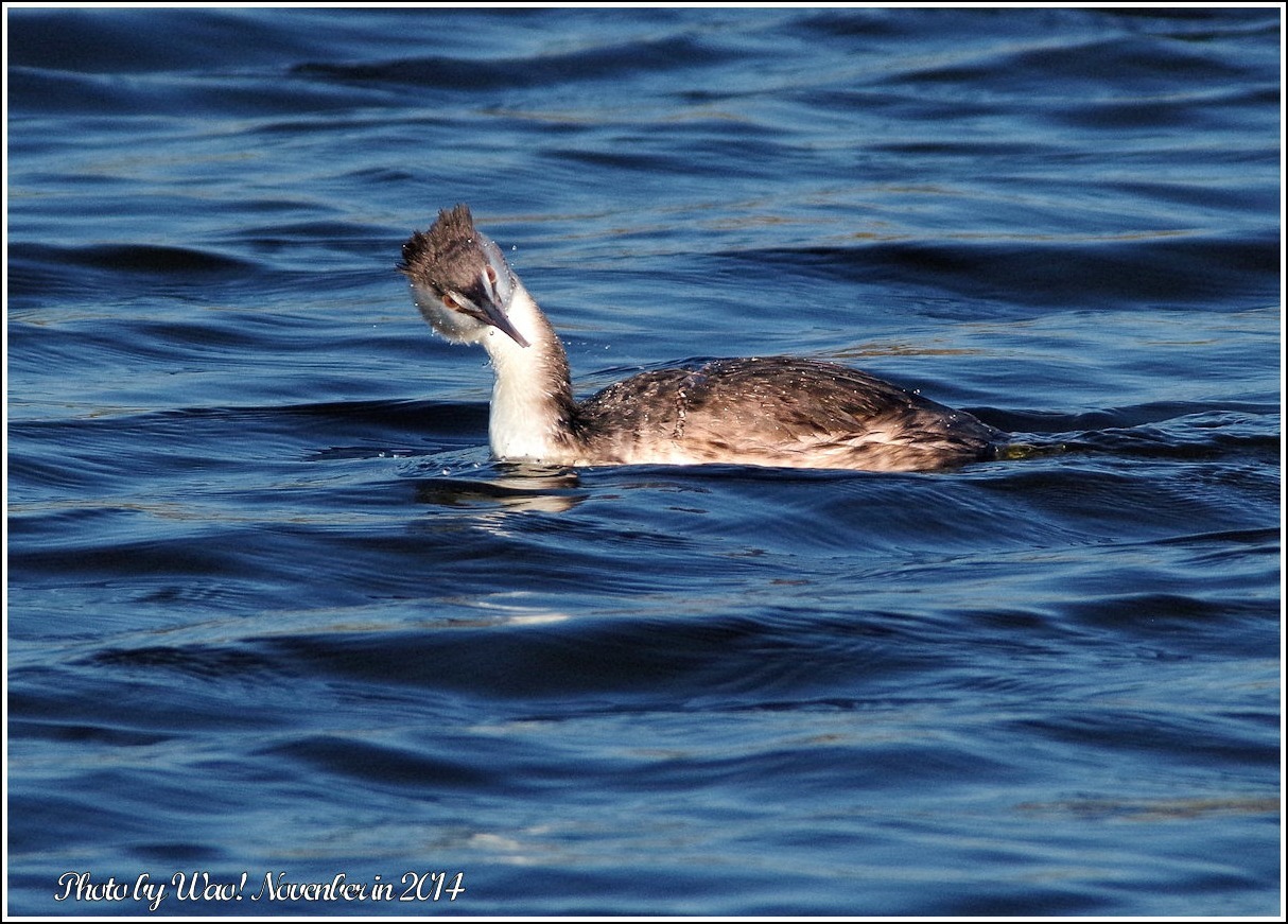 遊水池のカンムリカイツブリ_c0198669_22104848.jpg