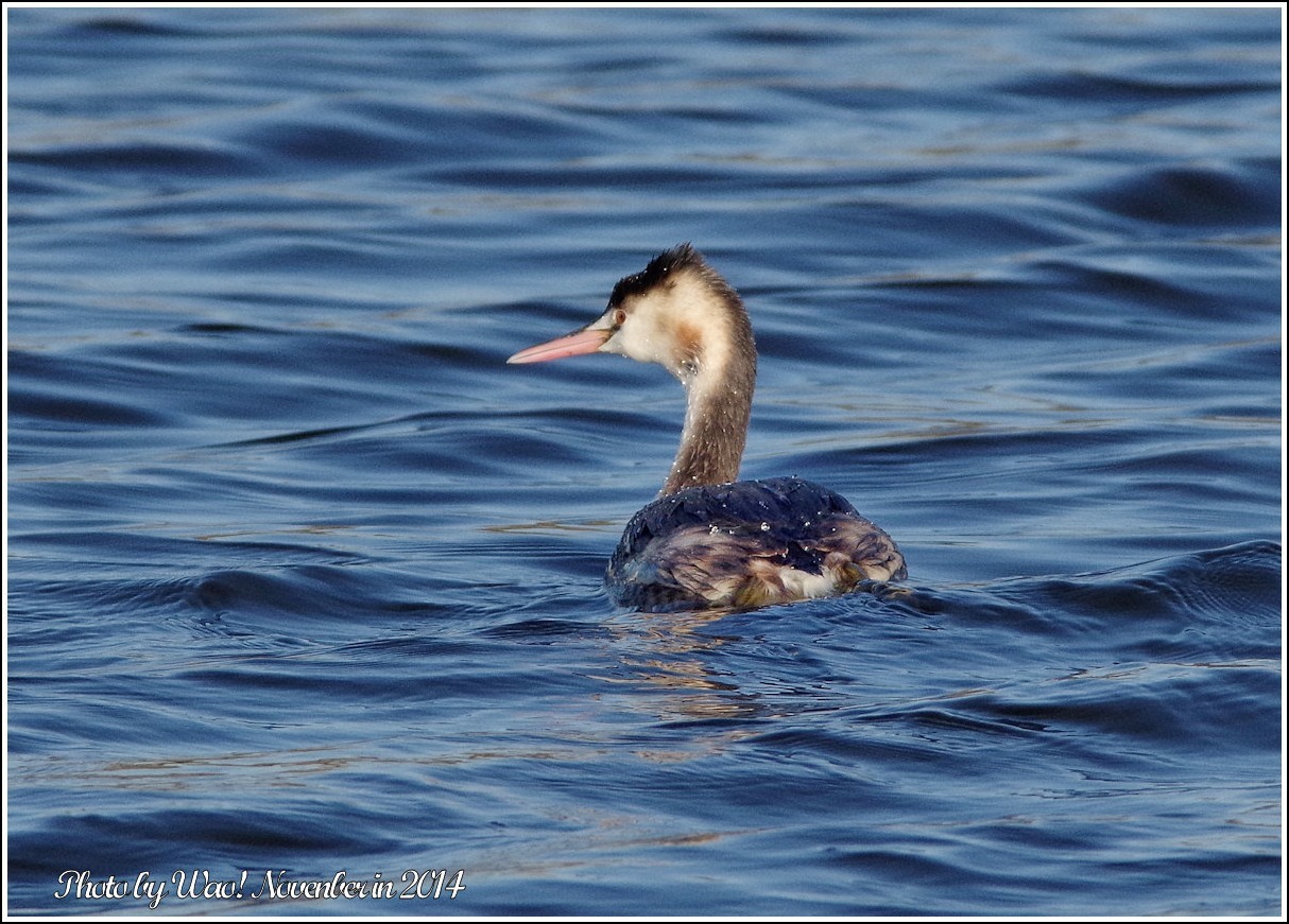 遊水池のカンムリカイツブリ_c0198669_22110686.jpg