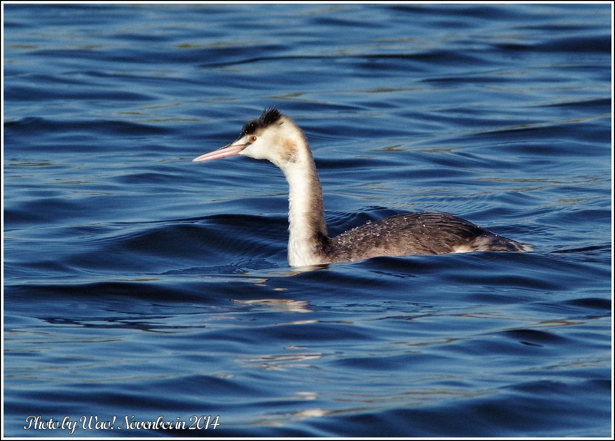 遊水池のカンムリカイツブリ_c0198669_22120130.jpg