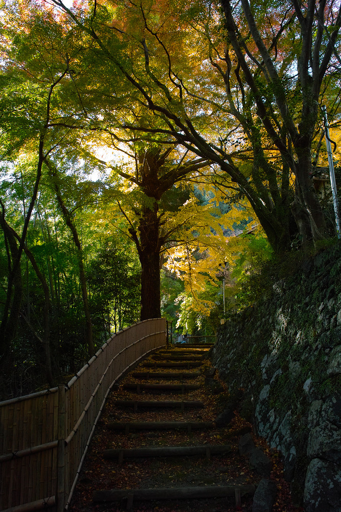 紅葉　2014　 <金蔵寺>　　　　　　　　　　　　　　　　　　　　_f0021869_2341041.jpg