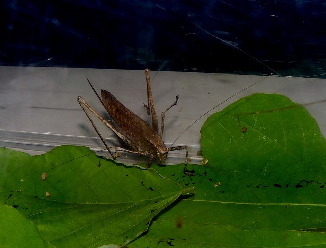 d0019074_719133.jpg