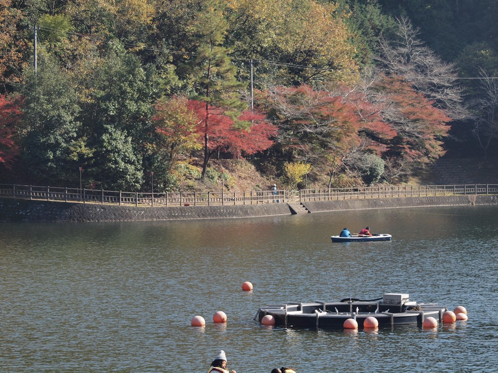 伊自良湖の紅葉とワカサギ釣りの光景 自然風の自然風だより