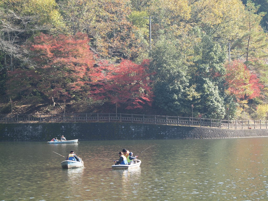 伊自良湖の紅葉とワカサギ釣りの光景 自然風の自然風だより 伊自良湖の紅葉とワカサギ釣りの光景 自然風の自然風だより