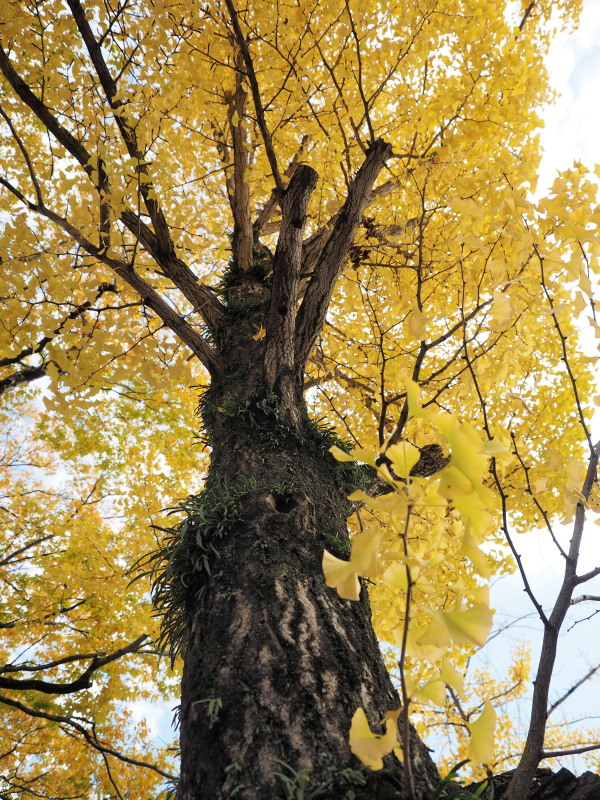 岡大のイチョウ_c0254479_21455994.jpg