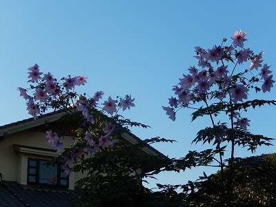 a0185783_10534794.jpg