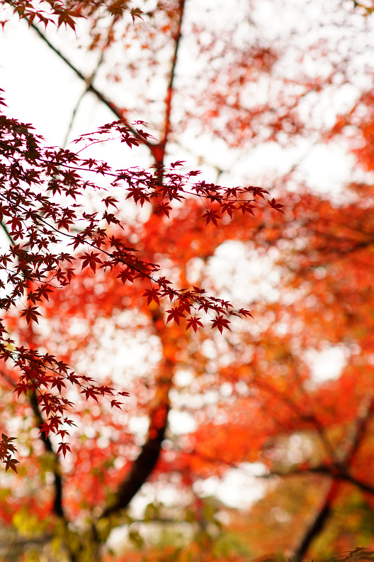 三滝寺の紅葉_2014_f0189086_18173912.jpg