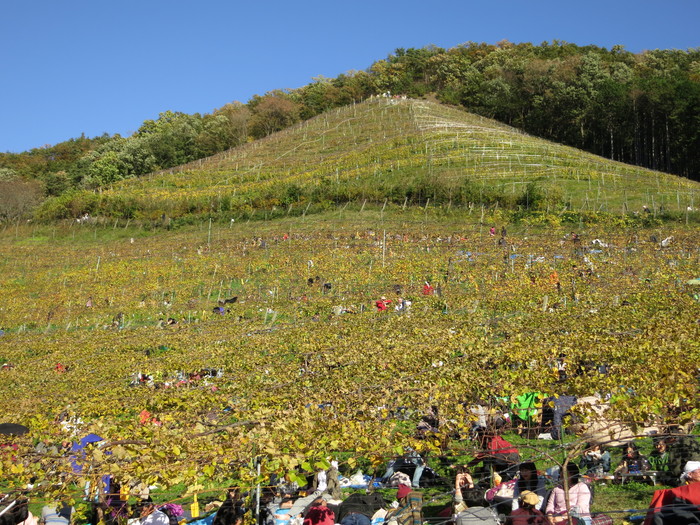 ココ・ファーム・ワイナリー　第３１回収穫祭　２０１４_f0274387_13241261.jpg