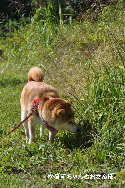心穏やかな週末を過ごす為の条件_a0126590_14115380.jpg