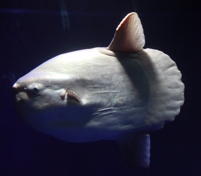 サンシャイン国際水族館・マンボウ_d0248502_8582541.jpg