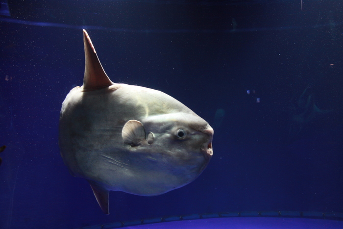 サンシャイン国際水族館・マンボウ_d0248502_8585437.jpg