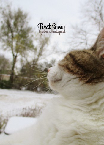 初雪をみた猫の反応_b0253205_03000317.jpg