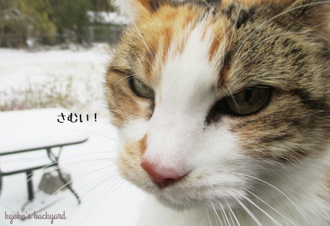 初雪をみた猫の反応_b0253205_03005983.jpg