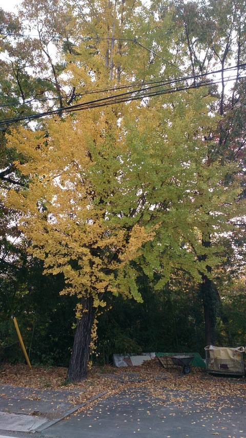 a0174909_930249.jpg