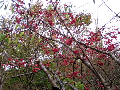 a0164011_23172963.jpg