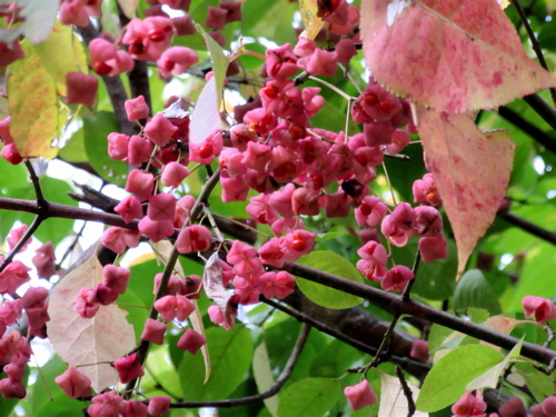 a0164011_2317785.jpg