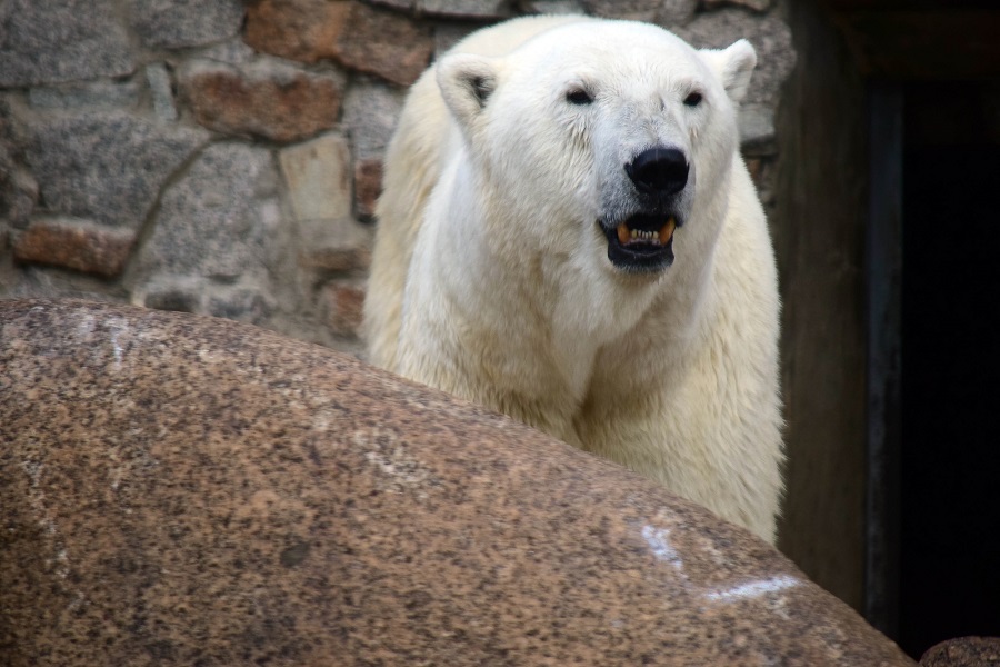 ロシア・サンクトペテルブルク、レニングラード動物園のウスラーダの娘ザバーヴァが12月に他園へ移動決定_a0151913_23122311.jpg
