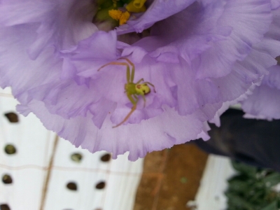 人面グモ?_a0256619_1142778.jpg