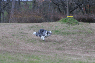 b0192121_18302191.gif