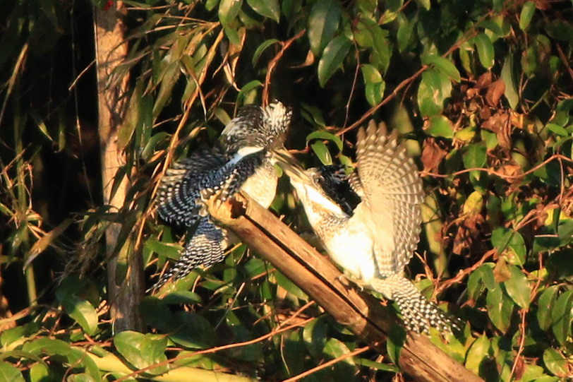 島田川夕陽バトルその3(on the bamboo)_a0124530_20114840.jpg