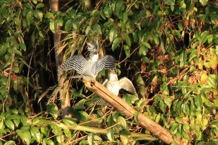 島田川夕陽バトルその3(on the bamboo)_a0124530_2011525.jpg