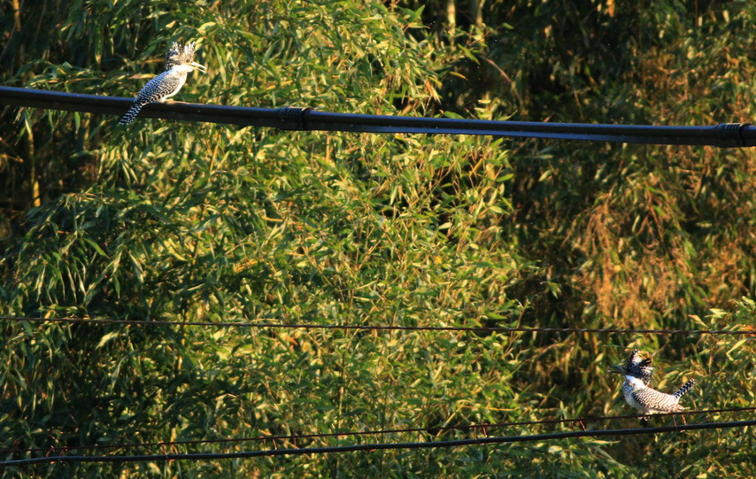 島田川夕陽バトルその3(on the bamboo)_a0124530_20134559.jpg