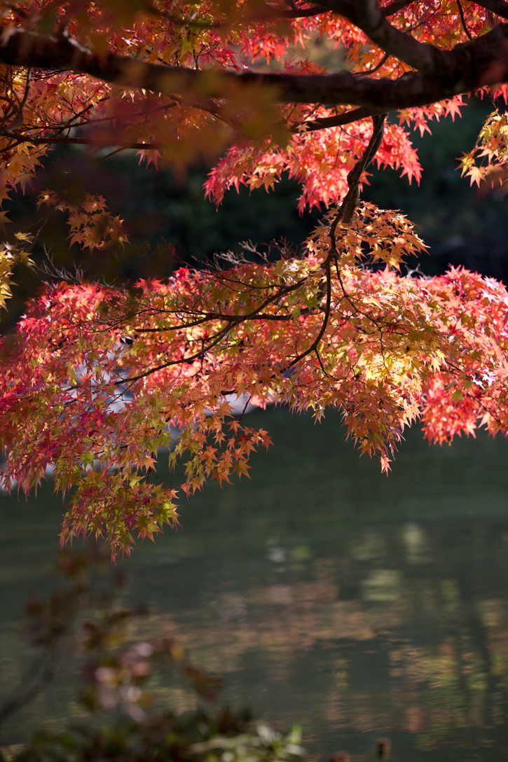 (7)「自然と紅葉」のトップページ　自然と紅葉」「自然の美と美」「紅葉求めて」「紅葉を求めて」_f0033831_1857183.jpg