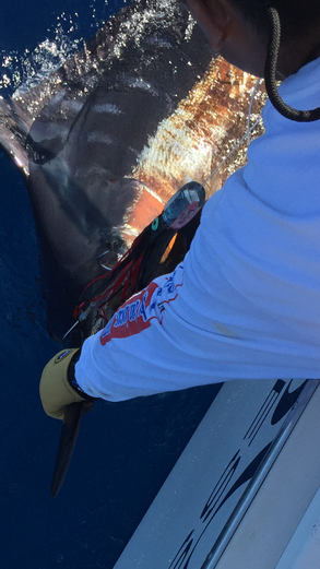 中部のチームＳさんがビスビーズでタグ部門2位に輝きました！！【カジキ・マグロトローリング】_f0009039_10013567.png