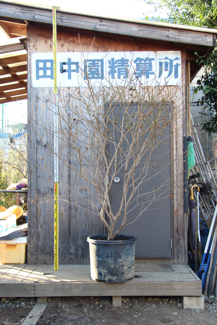 ヒナウチワカエデ 本株立ち 山採り 貴重品 希少 販売 価格 値段