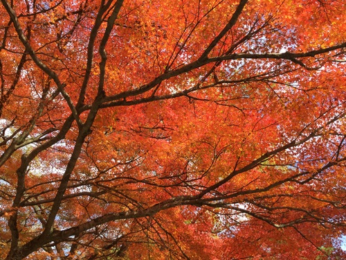 11月16日 南禅寺の紅葉  6分くらい_e0325043_6442814.jpg