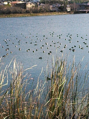 d0013645_1715780.jpg