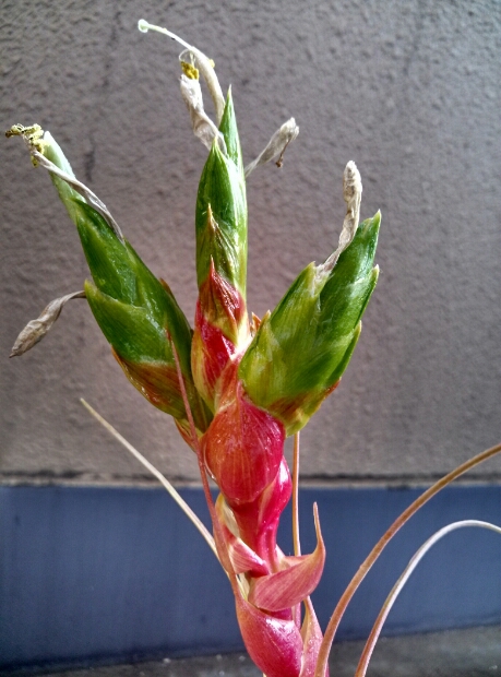 S-plants　チランジア　ローランドゴッセリニー　ｘ　キセロ