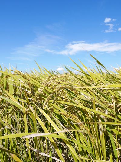 砂田米　来年も美味しいお米を育てるために！その１：冬の耕運作業 _a0254656_17114951.jpg