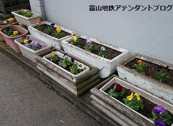 花ぷらっと★釜ヶ淵駅_a0243562_13003102.jpg