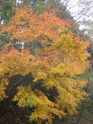 九千部山の紅黄葉_a0093965_21513865.jpg