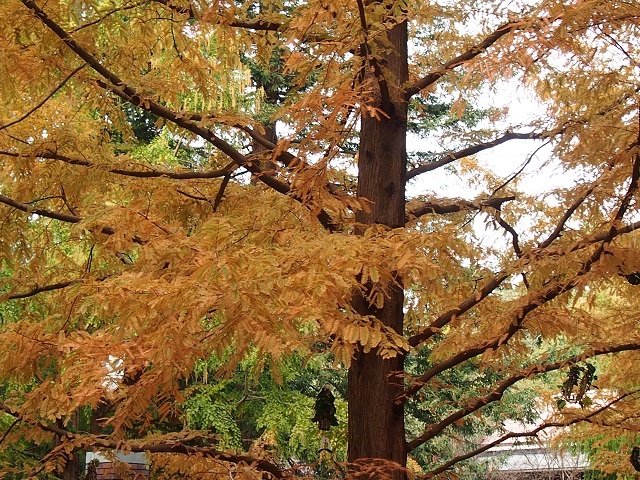 神戸森林植物園_f0293167_00042691.jpg