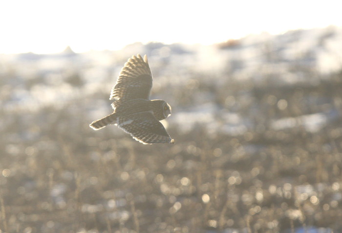 コミミズクの季節_c0229170_226393.jpg