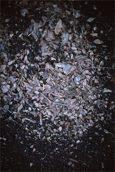 初フィルムカメラ_a0161380_040050.jpg